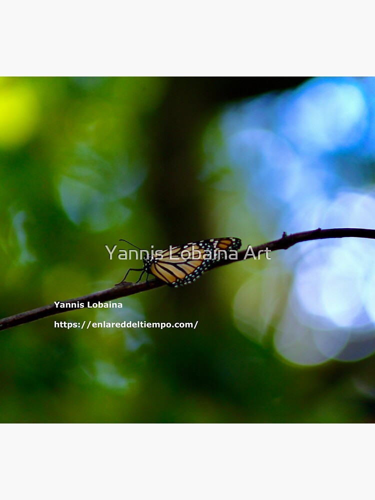 Copy of Monarch butterfly before flying in search of sun By Yannis Lobaina by lobaina1979