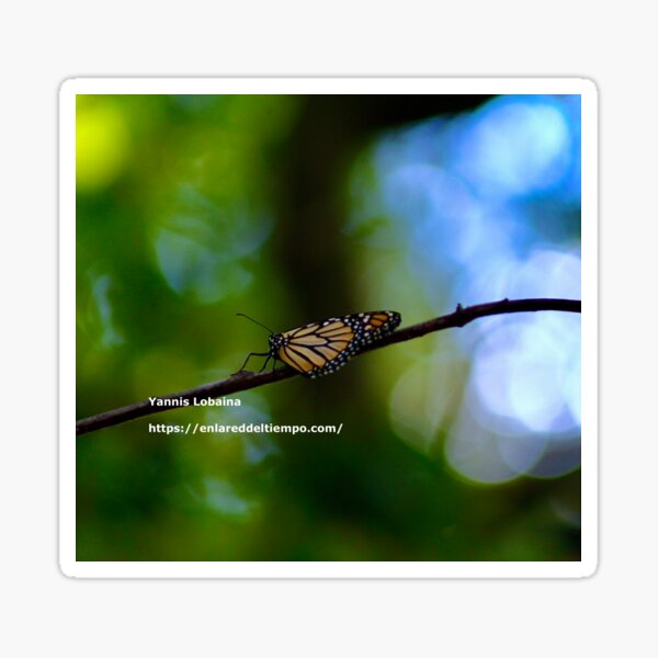 Copy of Monarch butterfly before flying in search of sun By Yannis Lobaina Sticker