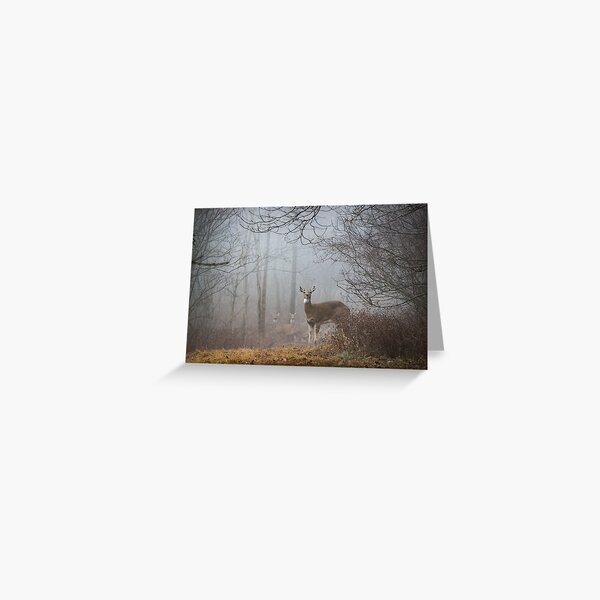 Fog Friends Greeting Card