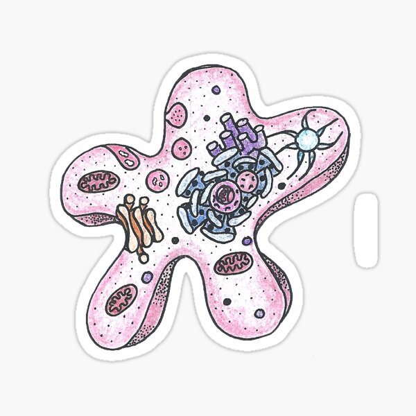 Protista Stickers Redbubble