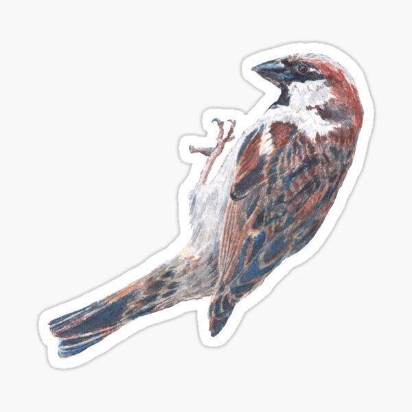 Sparrow on a Bird Feeder Sticker
