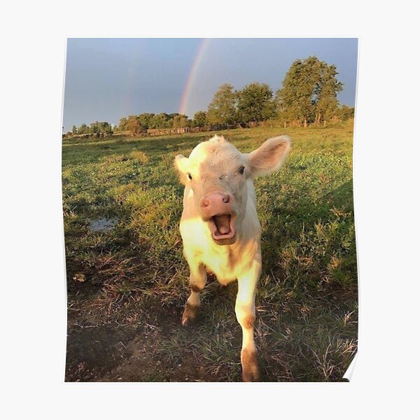 Cute Baby Cow Poster