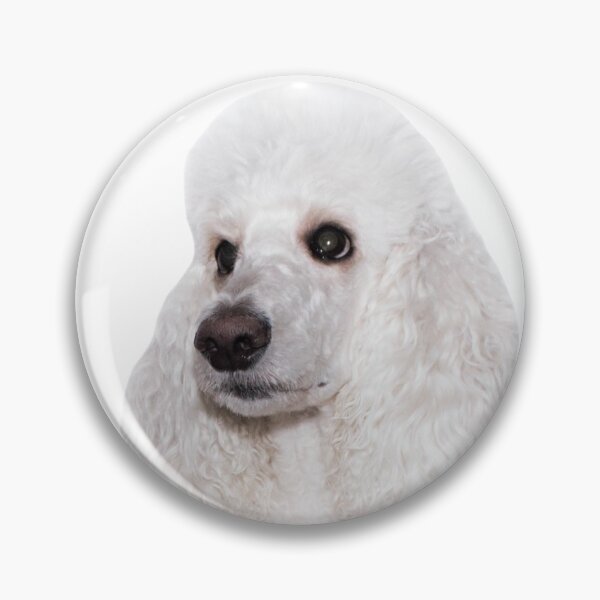 Item preview, the head of the white royal poodle looks to the left designed and sold by nataliavavilina.