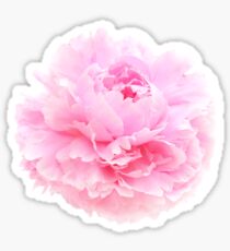 pink petals Sticker