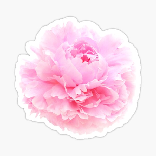 Item preview, pink petals designed and sold by tazzymoto.