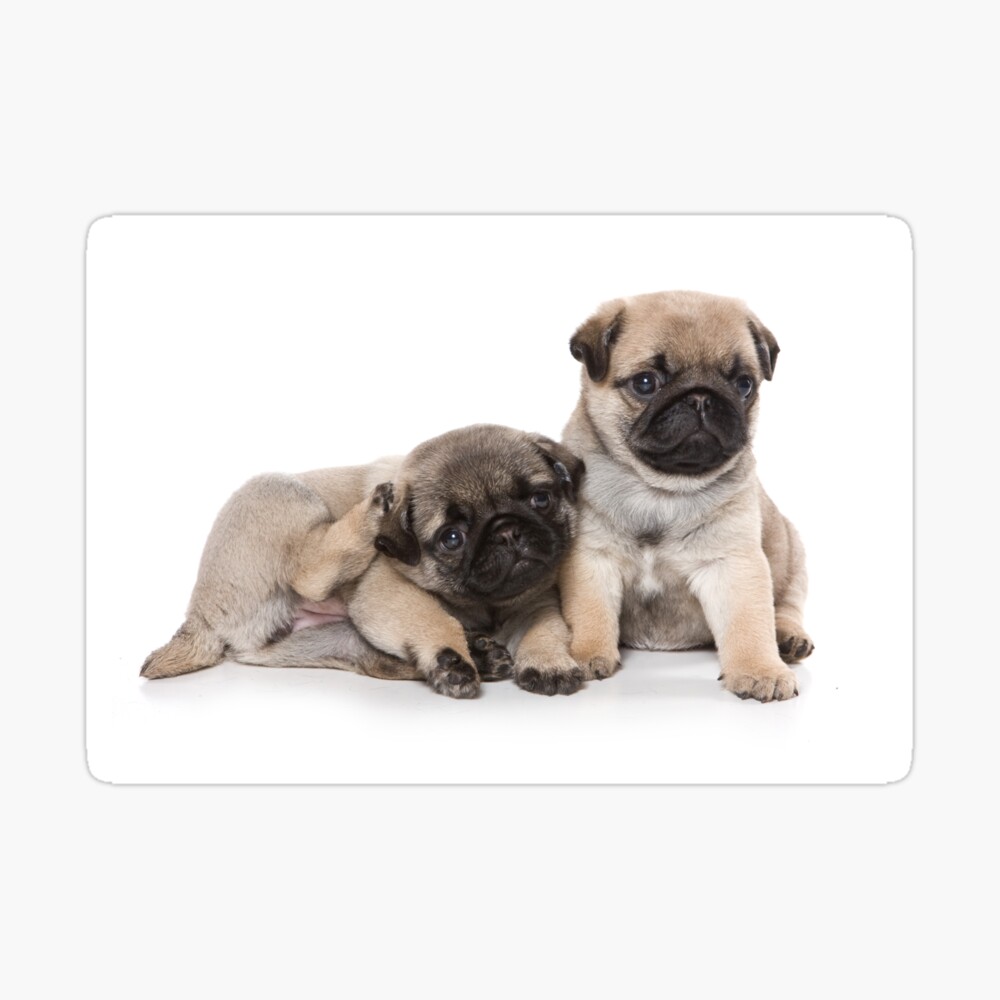 funny cute pugs