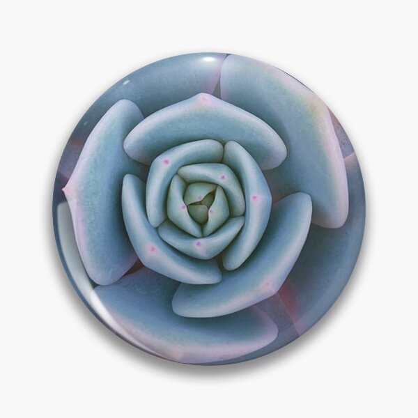 Item preview, Echeveria Peacockii  designed and sold by PricksandPlants.