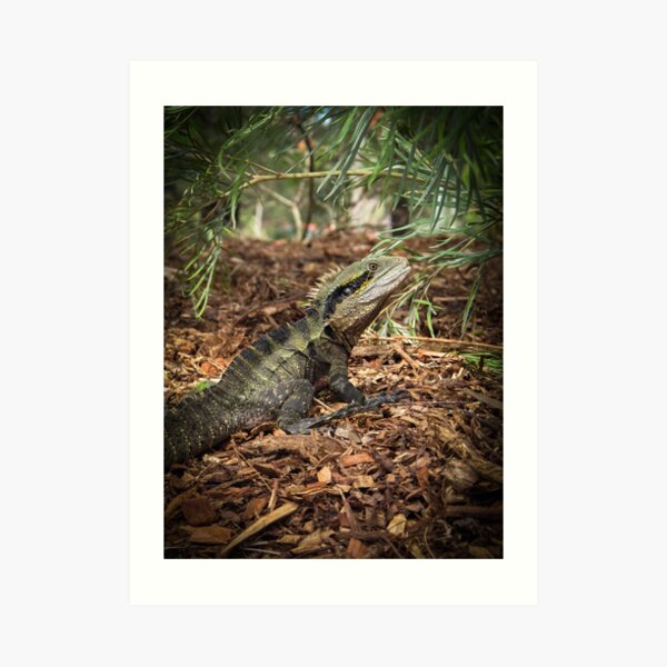 Lizard Art Print