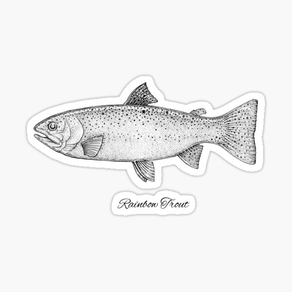 "Rainbow Trout " Sticker for Sale by SolveigEugenia Redbubble