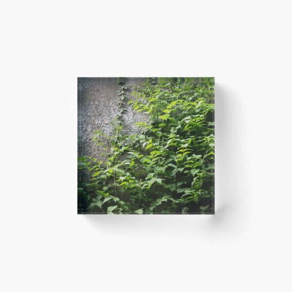 Item preview, a concrete wall overgrown with foliage designed and sold by nataliavavilina.