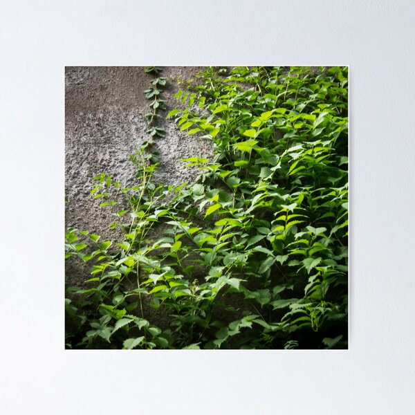 Item preview, a concrete wall overgrown with foliage designed and sold by nataliavavilina.