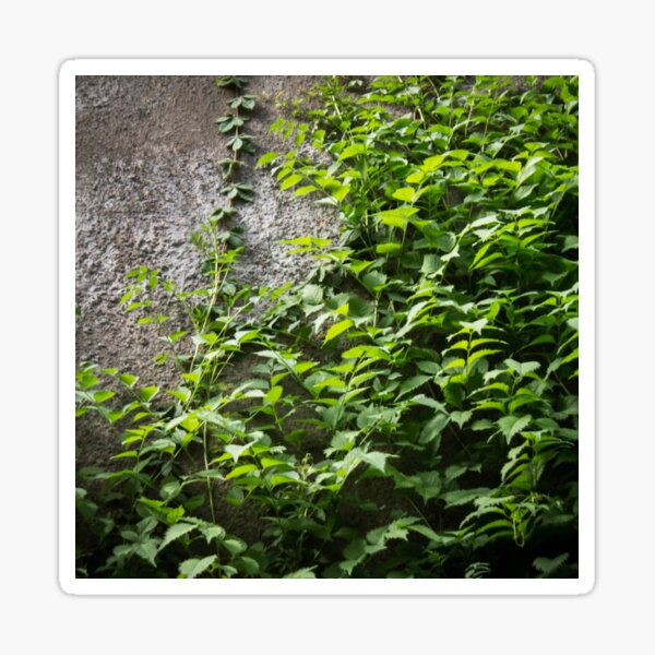 Item preview, a concrete wall overgrown with foliage designed and sold by nataliavavilina.