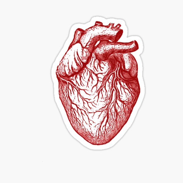 Item preview, Anatomical heart (on black) designed and sold by DotorEaon.