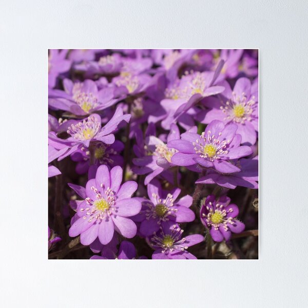 Item preview, purple flowers with yellow red stamens in the center designed and sold by nataliavavilina.