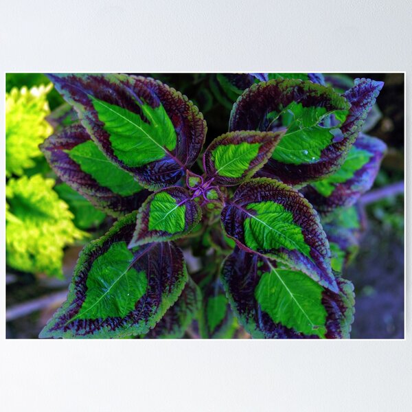Item preview, cierre de planta ornamental designed and sold by likbatonboot.
