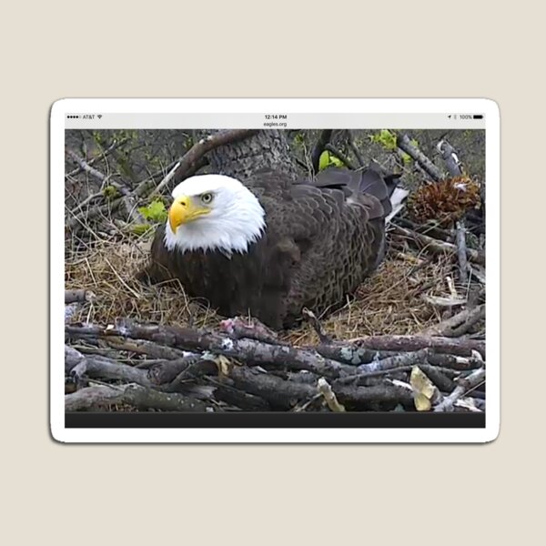Item preview, The President, Baby Sitting -- Bald Eagles  III designed and sold by zwrr16.