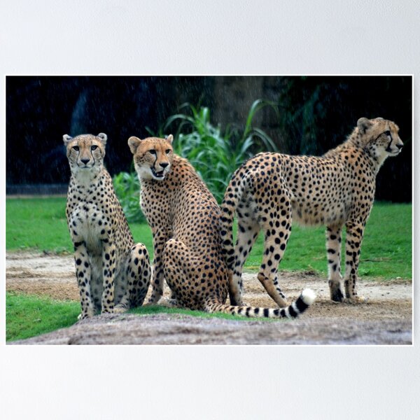 Item preview, Cheetas in the Rain designed and sold by Margaret Shark.