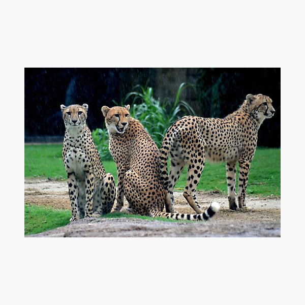 Item preview, Cheetas in the Rain designed and sold by Margaret Shark.