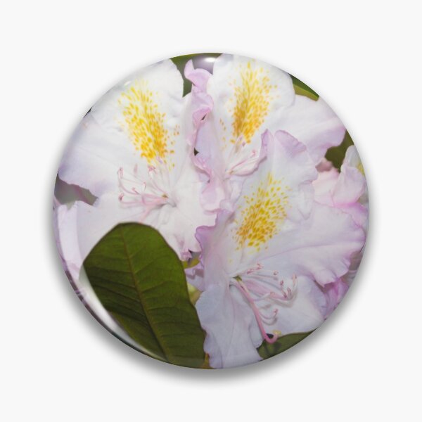 Item preview, white, yellow, pink, large rhododendron flower designed and sold by nataliavavilina.