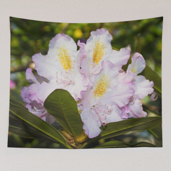 Item preview, white, yellow, pink, large rhododendron flower designed and sold by nataliavavilina.