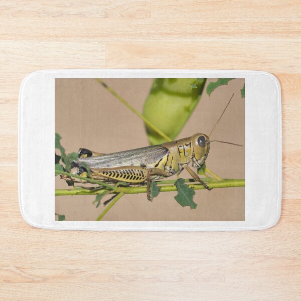 Item preview, Differential grasshopper (Melanoplus differentialis) designed and sold by SDym Photography.