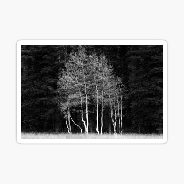 Maples, Kaibab Forest, USA Sticker