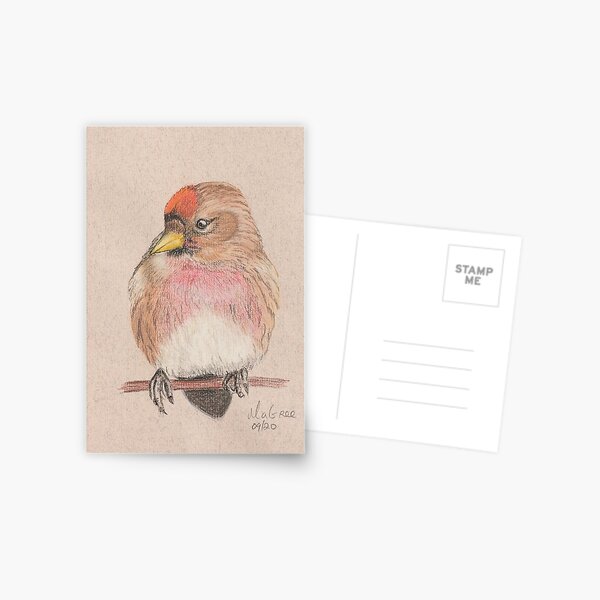 Redpoll/Sizerin Flammé Postcard