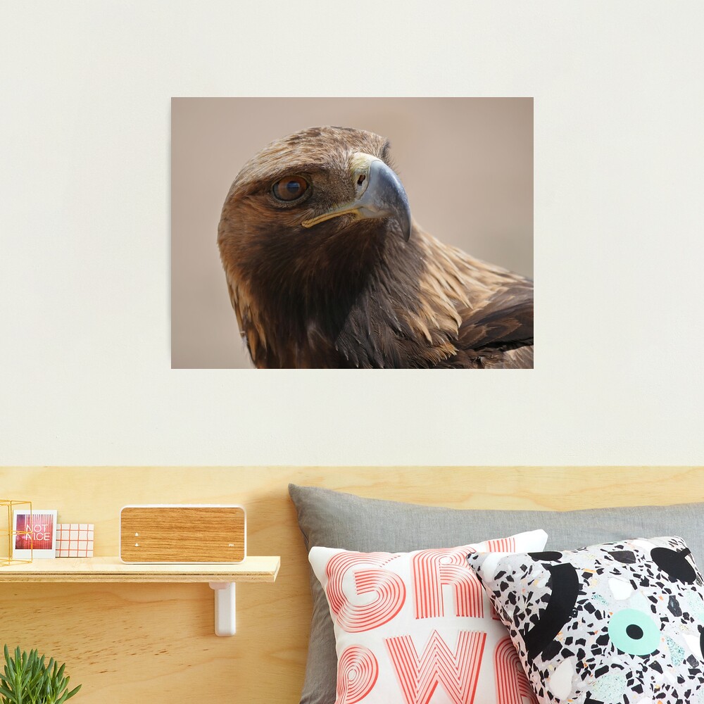 Golden eagle close-up Photographic Print
