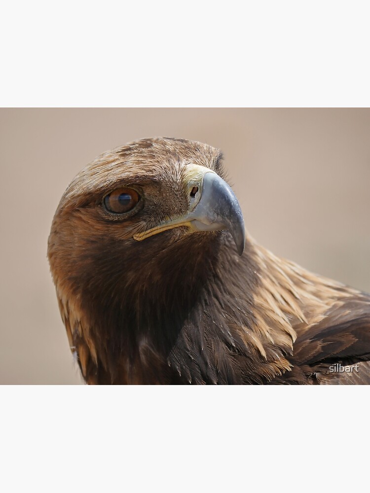 Golden eagle close-up by silbart