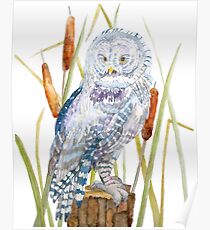 Great Gray Owl Poster