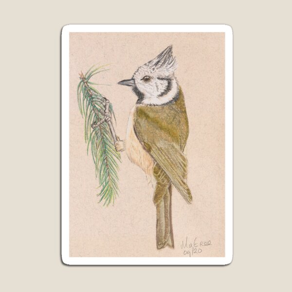 Crested Tit/Mésange Huppée Magnet
