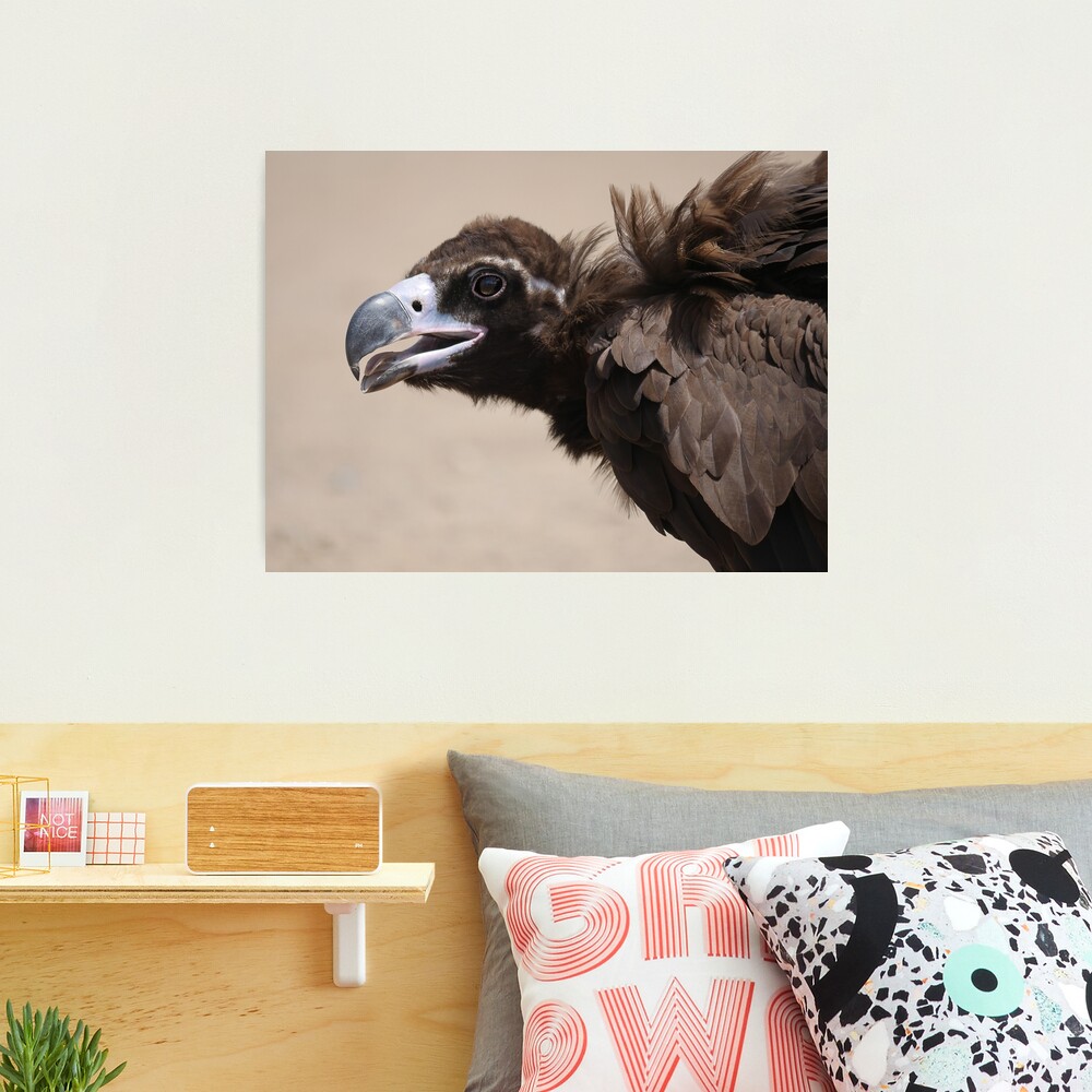 Black vulture close-up Photographic Print