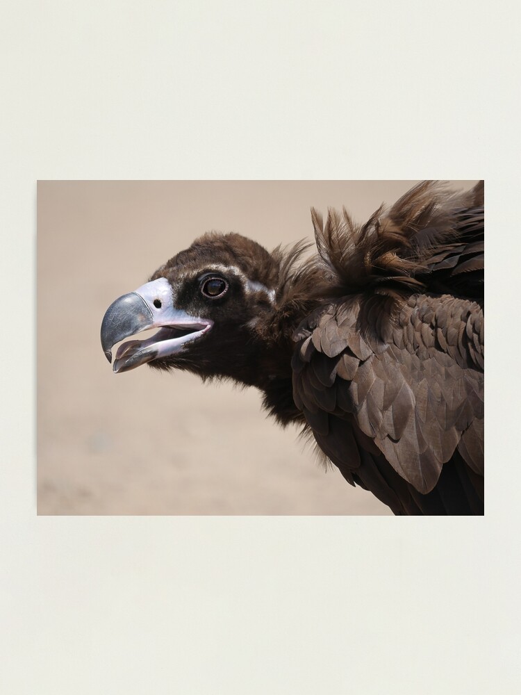 Alternate view of Black vulture close-up Photographic Print