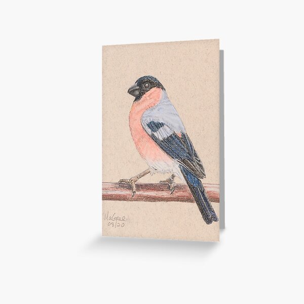 Bullfinch/bouvreuil Greeting Card