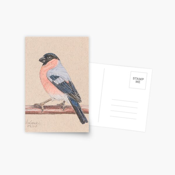 Bullfinch/bouvreuil Postcard