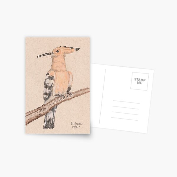 Hoopoe/Huppe Postcard