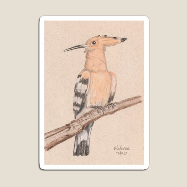 Hoopoe/Huppe Magnet