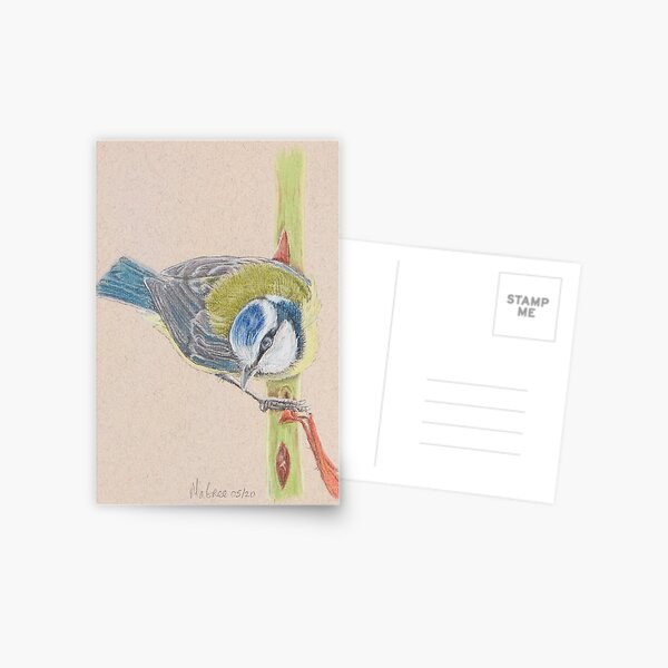 Blue Tit/Mesange Bleu Postcard