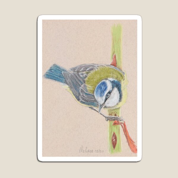 Blue Tit/Mesange Bleu Magnet