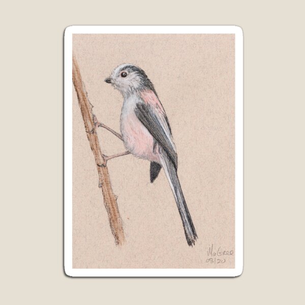 Long-tailed Tit/Mésange à Longue Queue Magnet