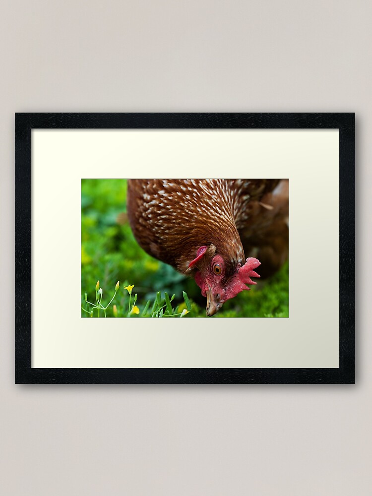 "Neighborhood Chicken" Framed Art Print by megancampbell Redbubble