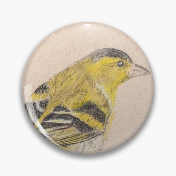 Siskin/Tarin des Aulnes Pin