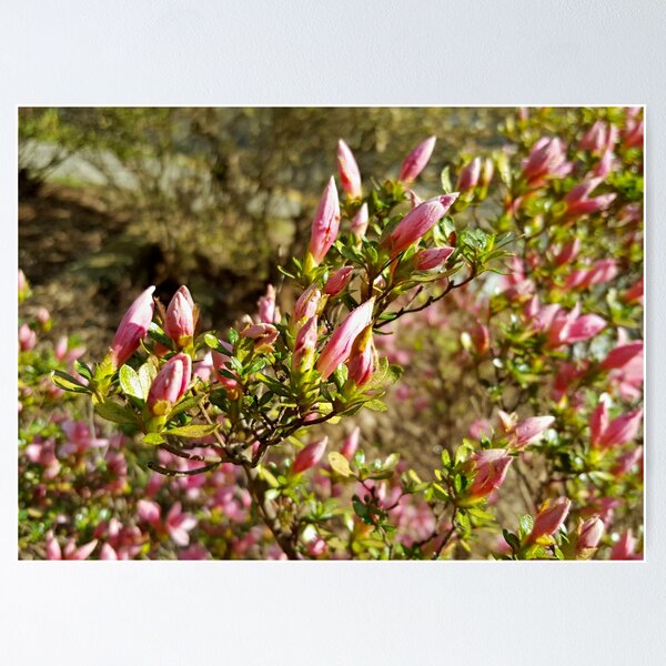 Item preview, The First Azaleas of Spring, 2016 designed and sold by Scott Mitchell.