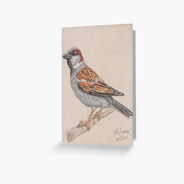 House Sparrow/Moineau Greeting Card