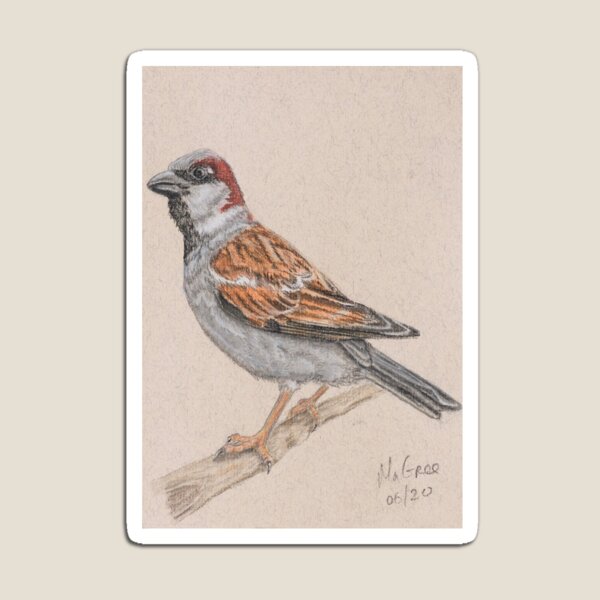 House Sparrow/Moineau Magnet