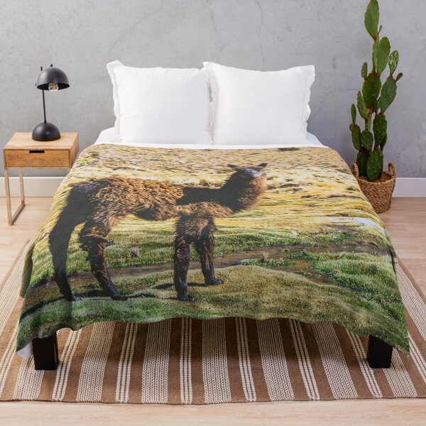 Item preview, Wandering Llama in the Bolivian Desert designed and sold by Carrie Lyman Photography.