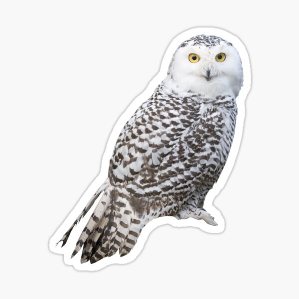 Snowy Owl Sticker