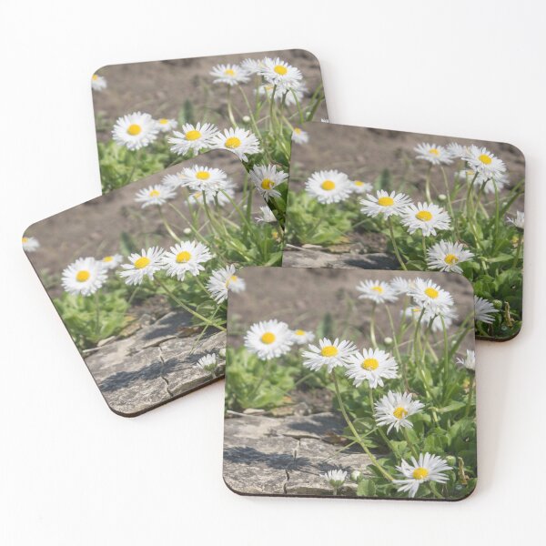 Item preview, white and yellow daisies with green foliage next to the stone designed and sold by nataliavavilina.