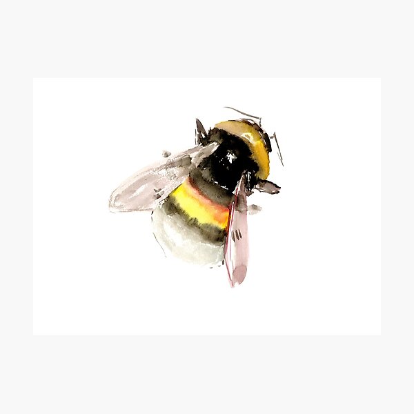 Bee Art Photographic Prints Redbubble