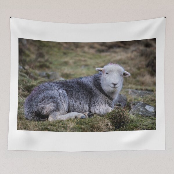 Item preview, Lake District Herdwick Sheep designed and sold by Phil Buckle.